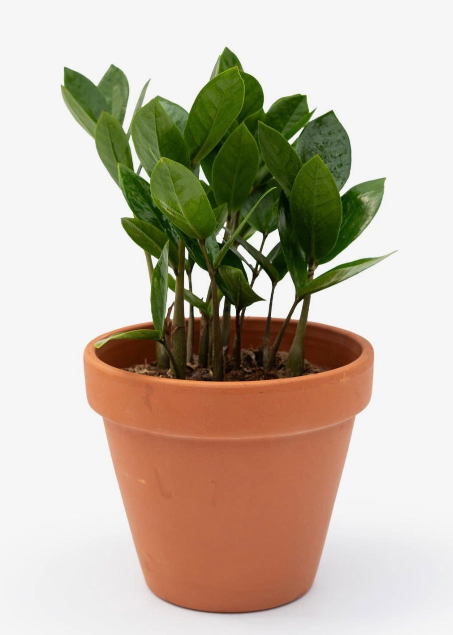 6" Zamioculcas Zamifolia Zz Plant
