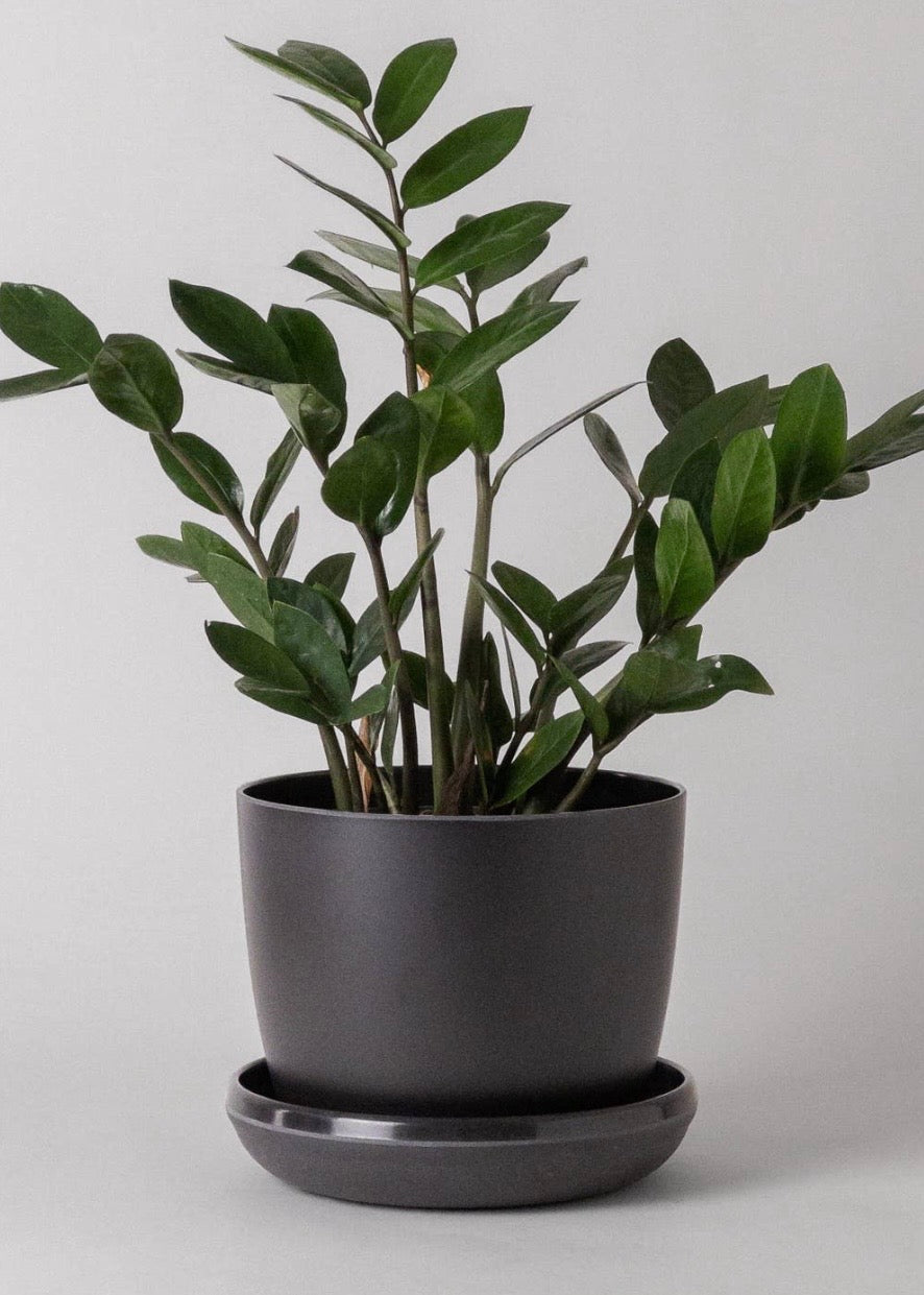 7" Bamboo Fibre Planter Pot
