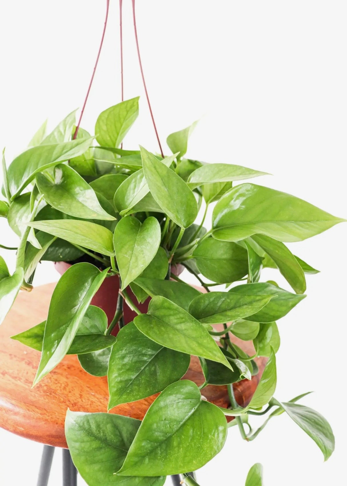 6" Silver Satin Pothos Hanging