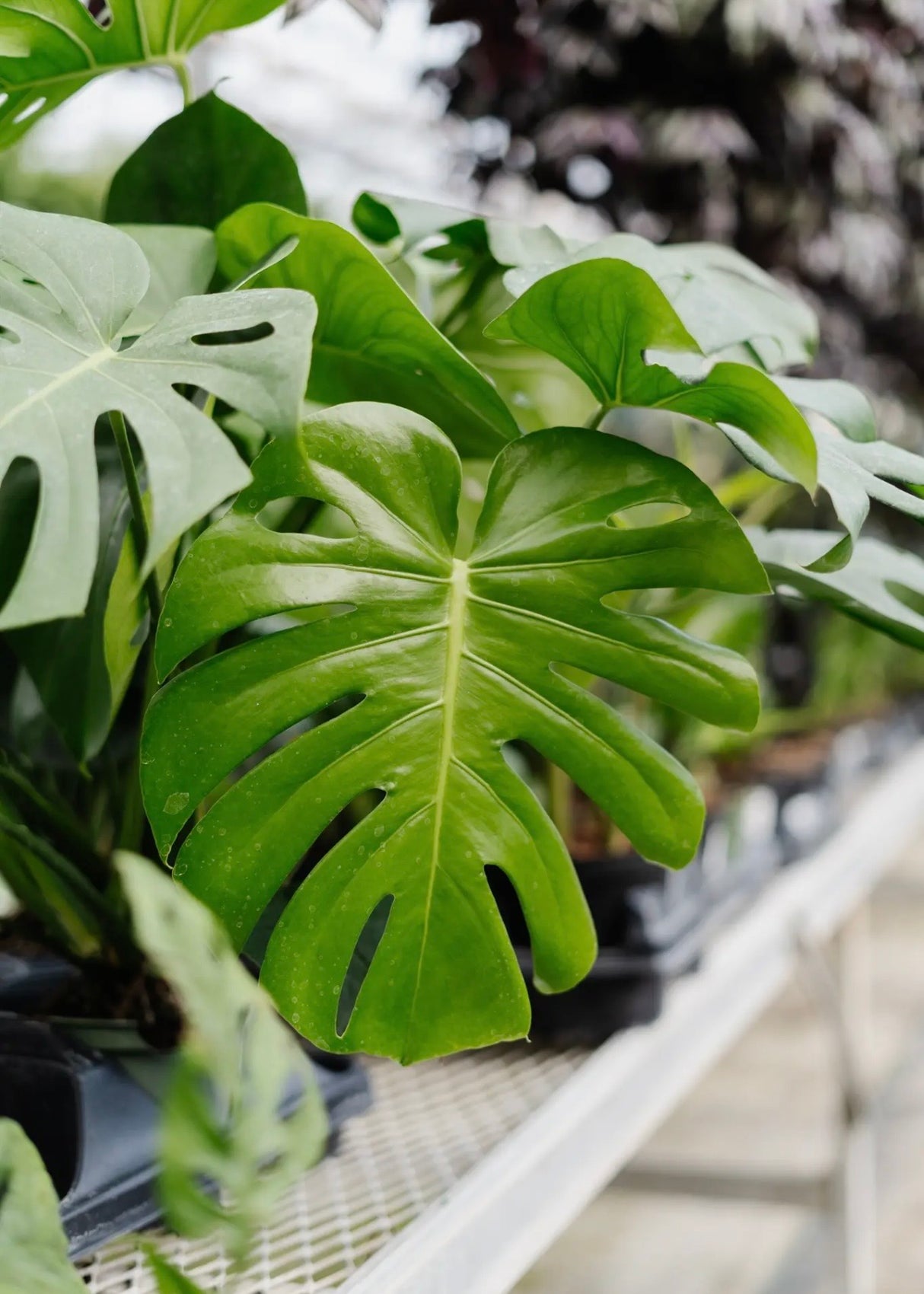 10" Monstera Delicosia