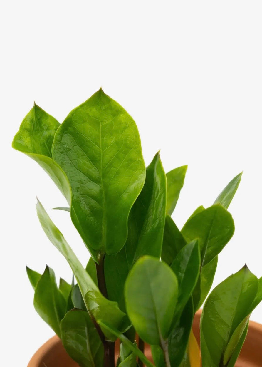 6" Zamioculcas Zamifolia Zz Plant