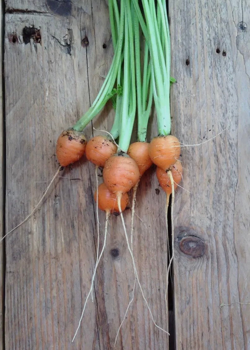 Carrot Paris Market