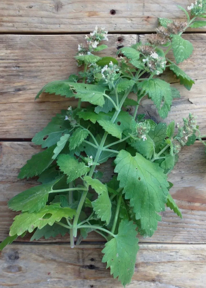 Catnip Nepeta