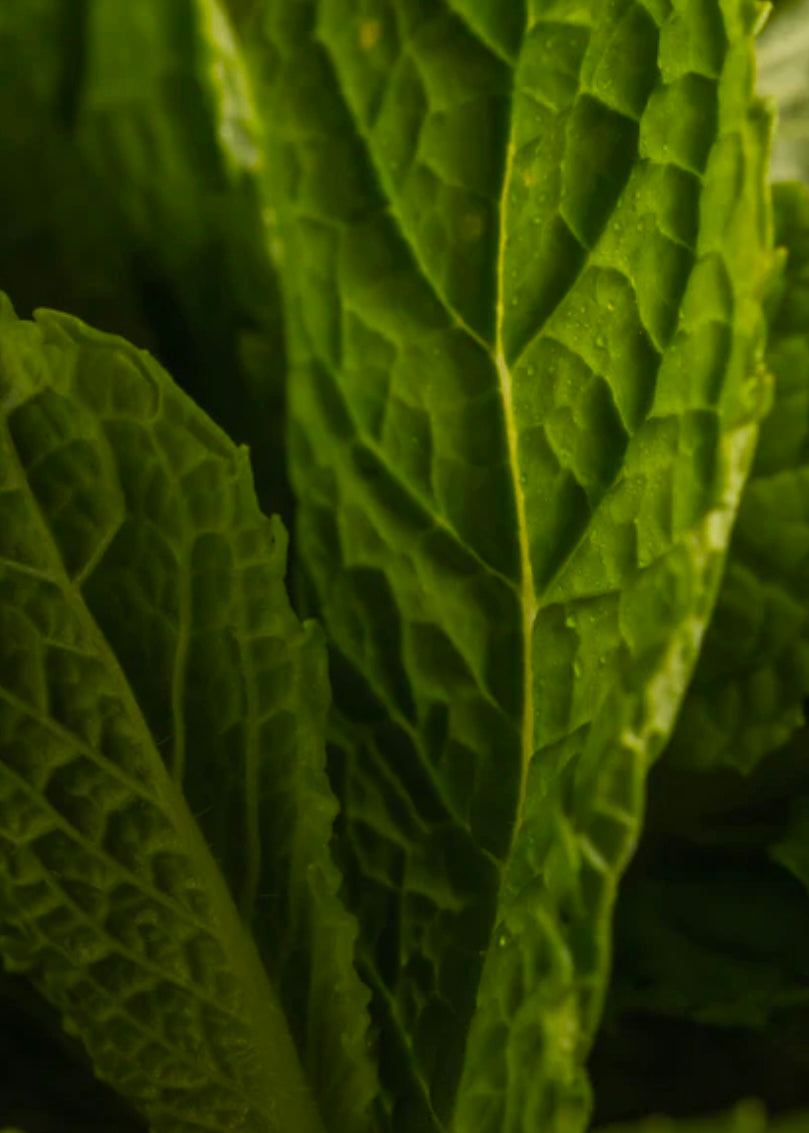 Allos Mint Leavs Refill