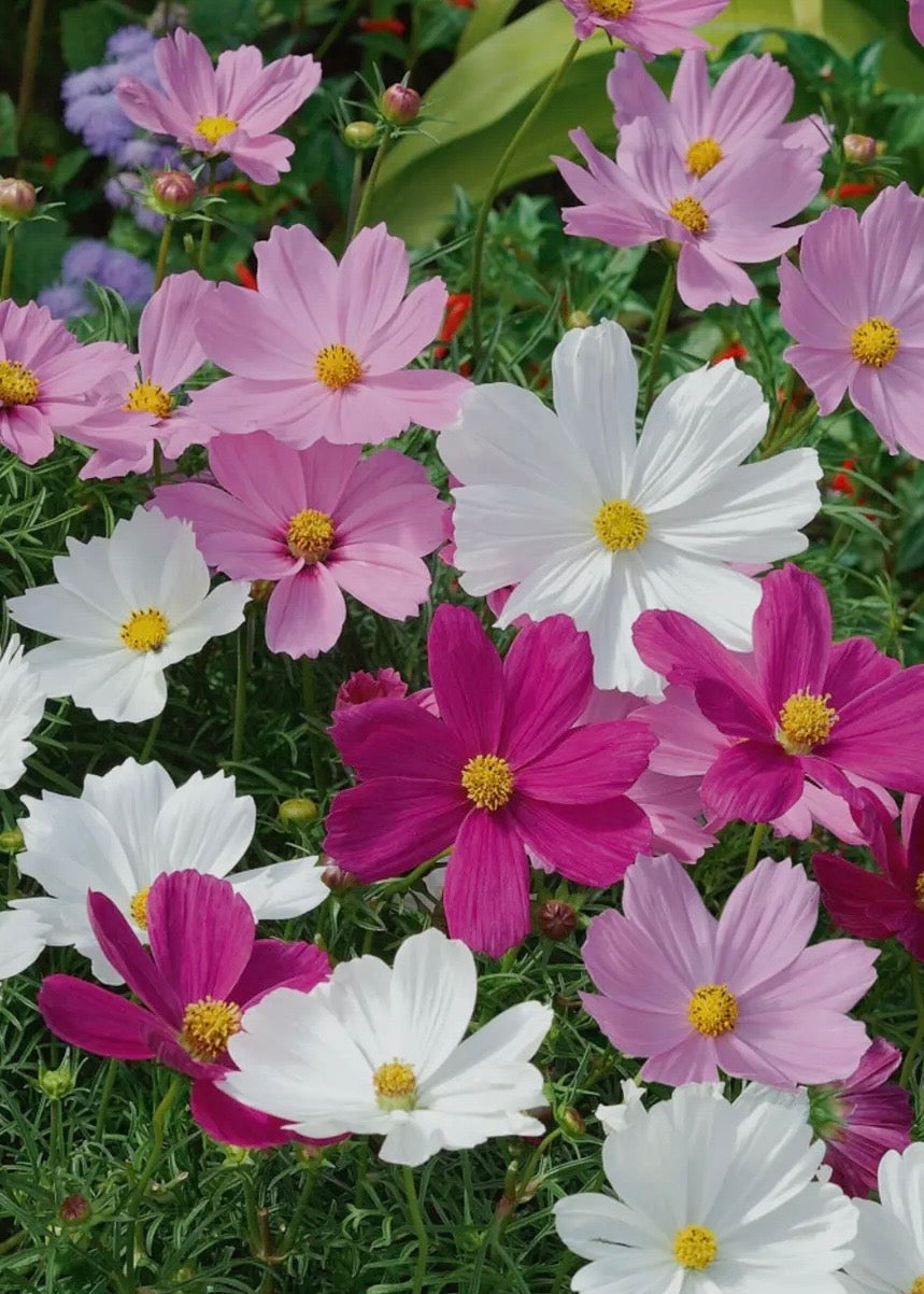 Cosmos Psyche Mix