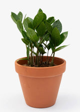 6" Zamioculcas Zamifolia Zz Plant