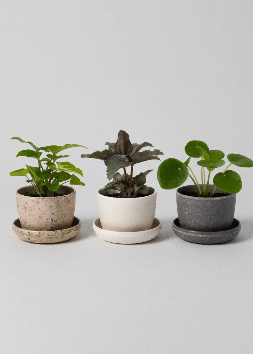 Three Set | Mini Planters