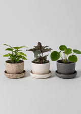 Three Set | Mini Planters