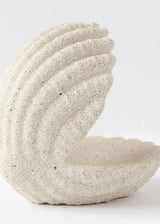 Shell Jewelry Holder