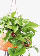 6" Silver Satin Pothos Hanging