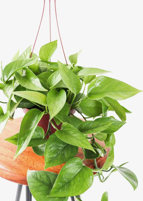 6" Silver Satin Pothos Hanging