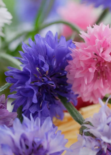 Cornflower Polka Dot Mix