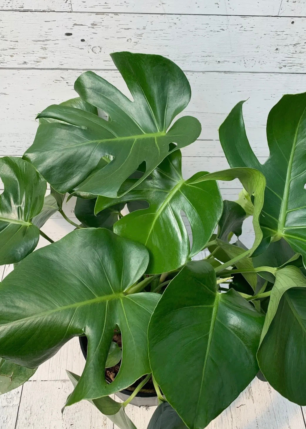 10" Monstera Delicosia
