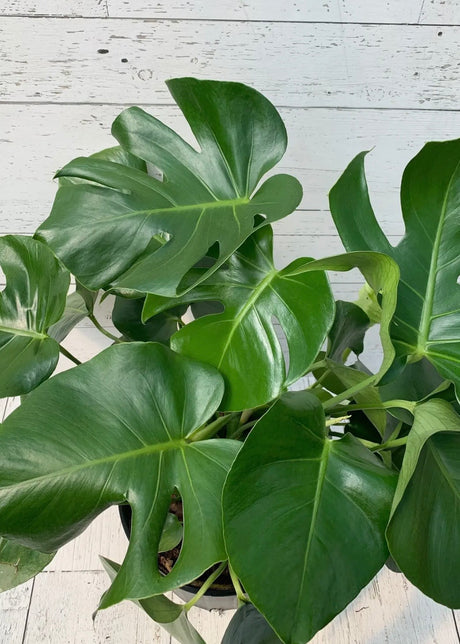 10" Monstera Delicosia