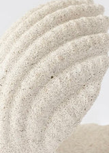 Shell Jewelry Holder