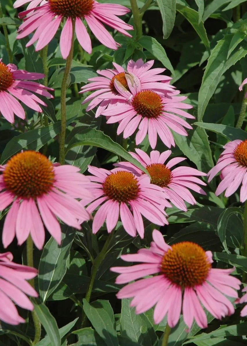 Echinacea Starlight