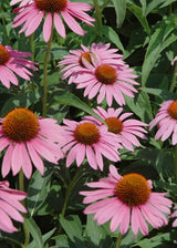Echinacea Starlight