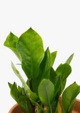 6" Zamioculcas Zamifolia Zz Plant