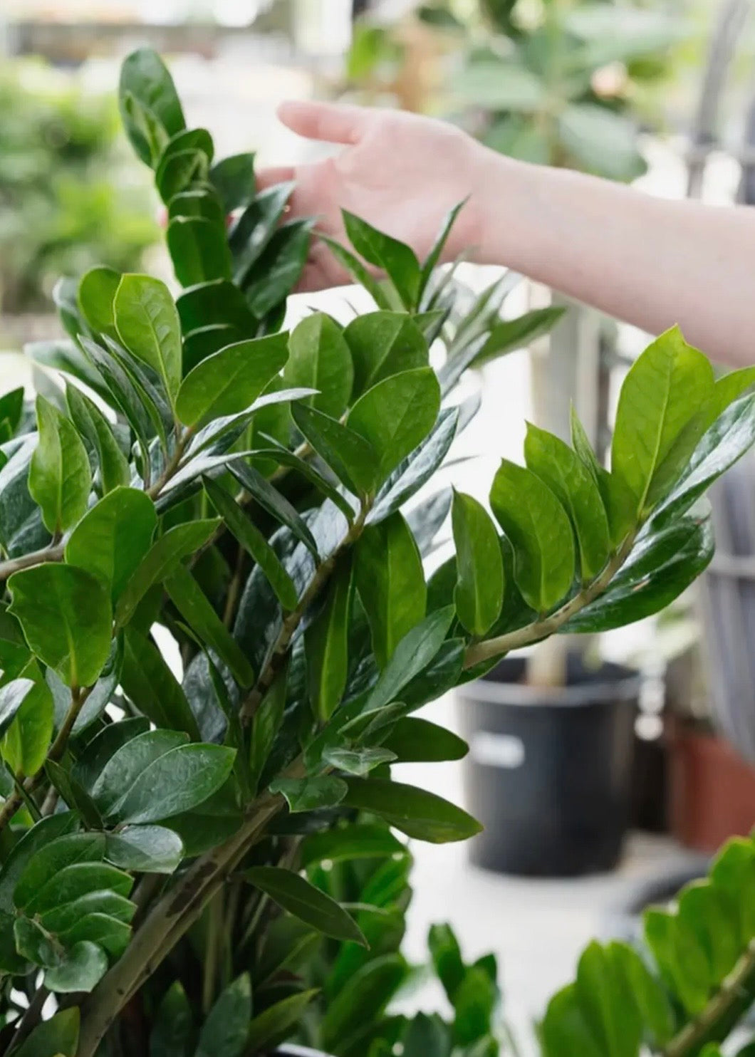 6" Zamioculcas Zamifolia Zz Plant