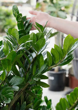 6" Zamioculcas Zamifolia Zz Plant