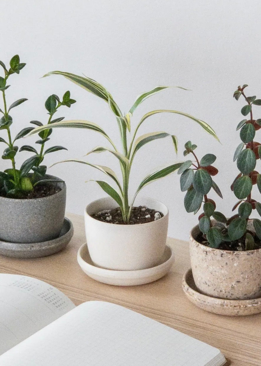 Three Set | Mini Planters