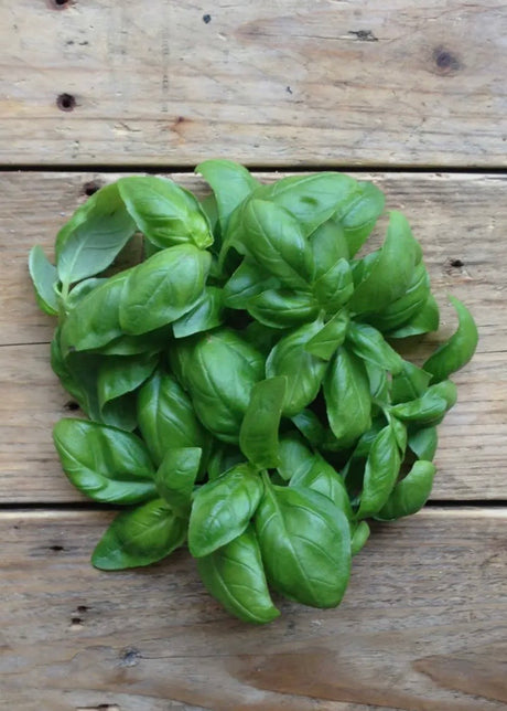 Basil Genovese