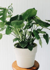10" Monstera Delicosia