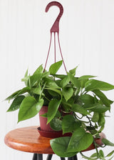 6" Silver Satin Pothos Hanging