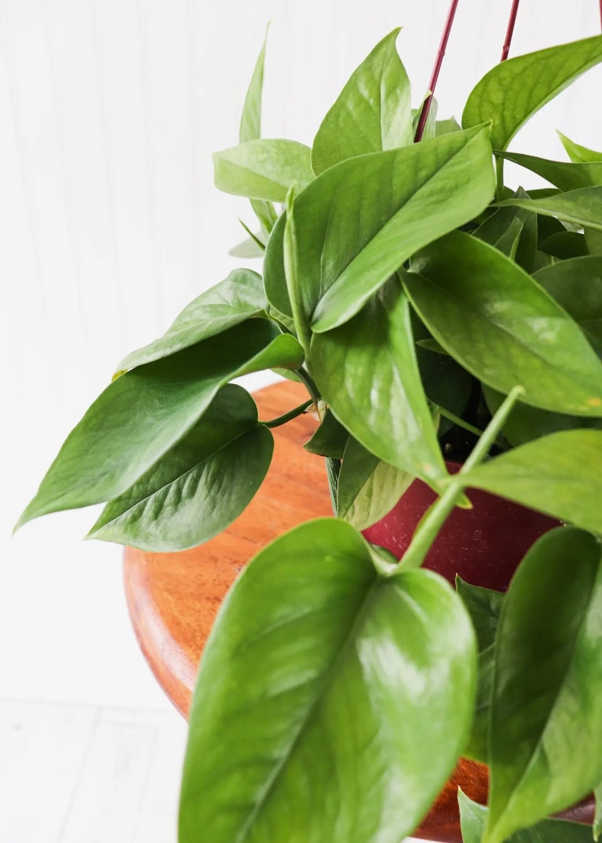 6" Silver Satin Pothos Hanging