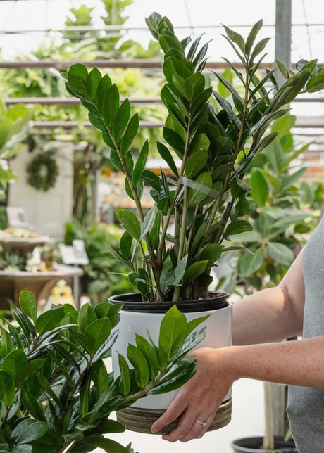 6" Zamioculcas Zamifolia Zz Plant