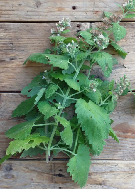 Catnip Nepeta