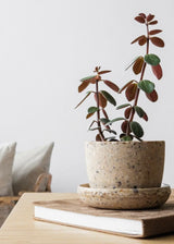 Coffee Bean Husk Mini Planter Pot
