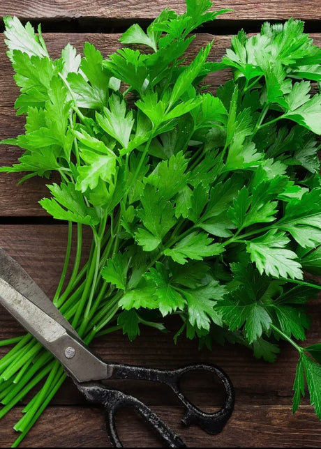 Kitchen Herbs