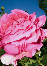 Atlas Rose Deodorant Stick
