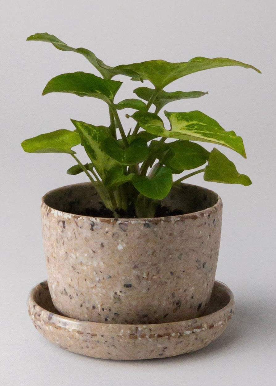 Coffee Bean Husk Mini Planter Pot