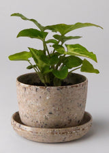 Coffee Bean Husk Mini Planter Pot
