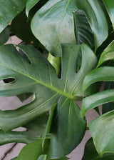 10" Monstera Delicosia