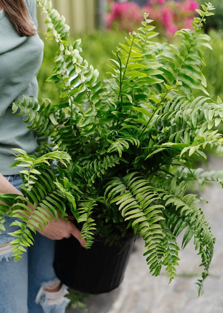10" Macho Fern