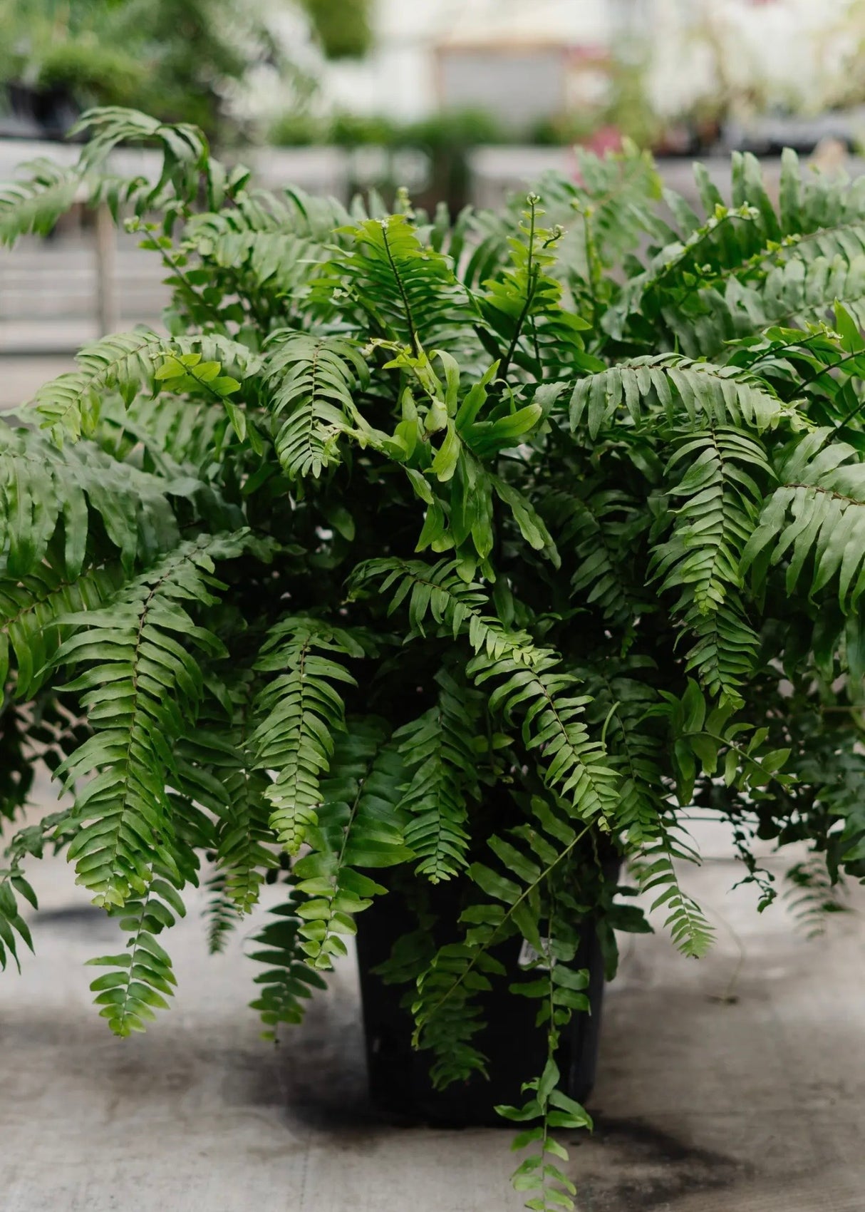 10" Macho Fern